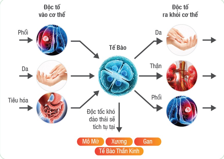 Thong tin bo xung Detox-01