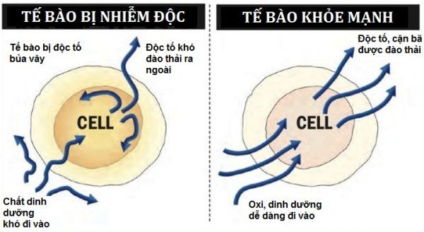 thải độc tế bào
